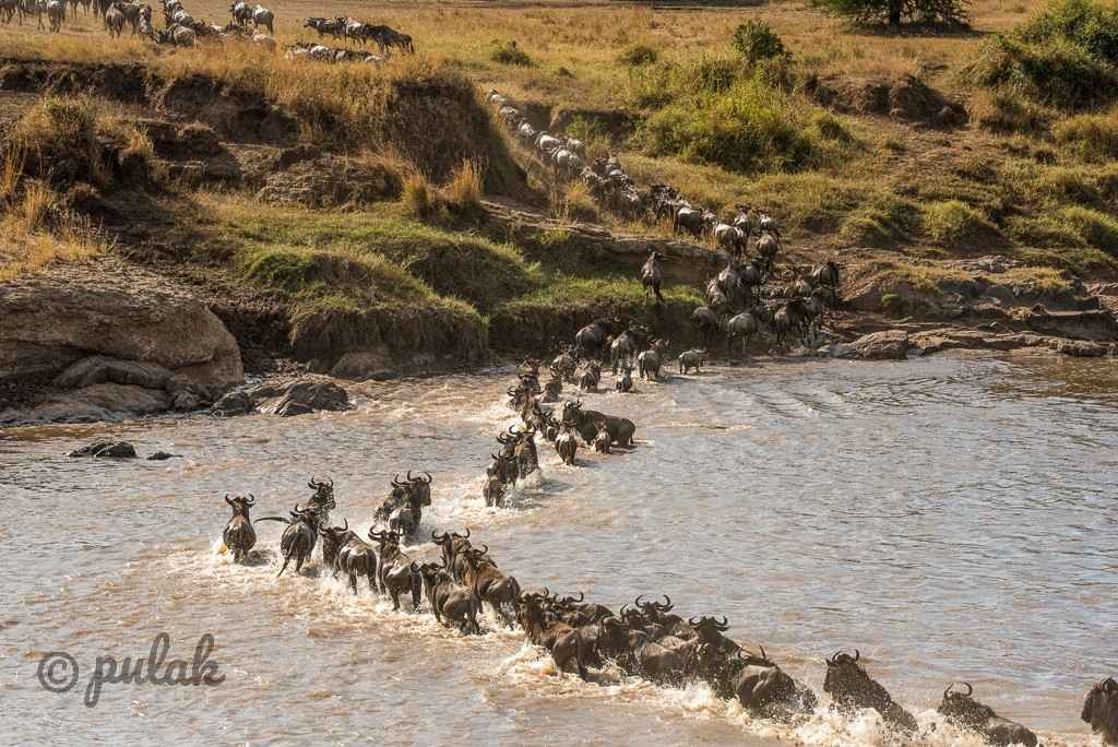 Wildebeest migration crossing Mara river